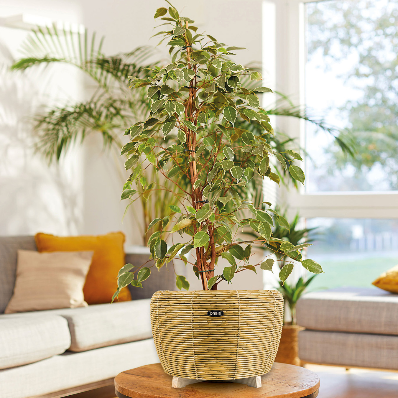 Orbis Planter