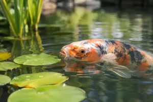 Visziekten in de vijver vroeg herkennen
